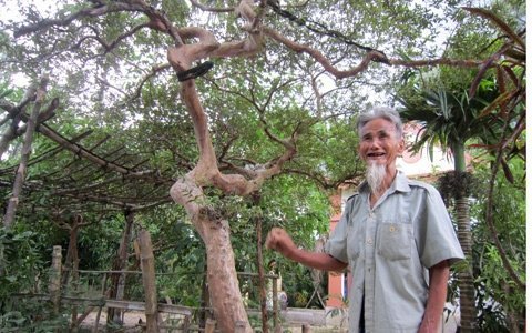 Bonsai, cây cảnh nghệ thuật, cay canh nghe thuat, cây thế, cay the, triển lãm cây cảnh nghệ thuật, trien lam cay canh nghe thuat 